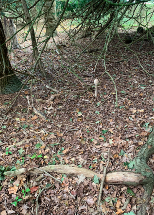 Fungi 2